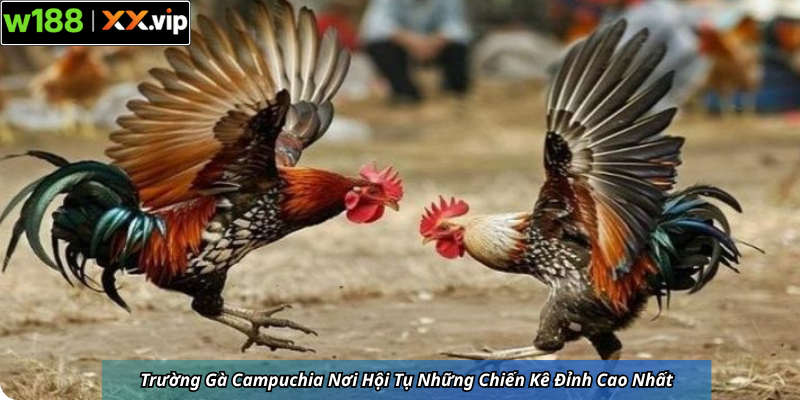 Trường Gà Campuchia Nơi Hội Tụ Những Chiến Kê Đỉnh Cao Nhất