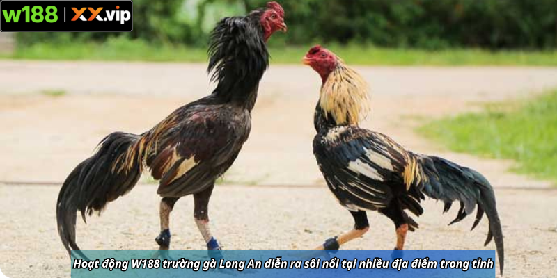 Hoạt động W188 trường gà Long An diễn ra sôi nổi tại nhiều địa điểm trong tỉnh